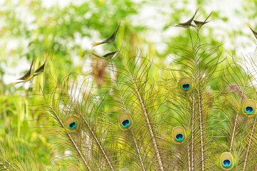 Obraz premium peacock feathers on colorful background