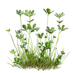 Fototapeta premium Isolated Crowfoot Plants in a Clean transparent background Ideal for Nature and Botanical Illustrations