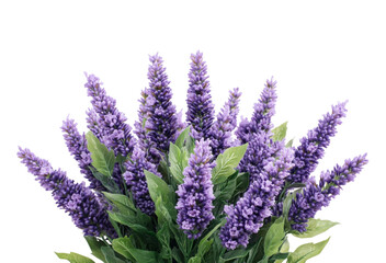 Obraz premium Lavender Flowers