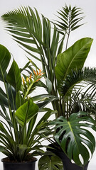 ush green tropical plants against a plain white background, are ideal for tropical-themed designs, nature posters, or botanical-themed graphics. Tropical foliage on a white backdrop