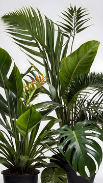 ush green tropical plants against a plain white background, are ideal for tropical-themed designs, nature posters, or botanical-themed graphics. Tropical foliage on a white backdrop