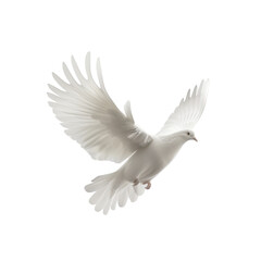 Obraz premium Photorealistic Isolated Dove with Clean transparent background Perfect for Nature and Wildlife Themes