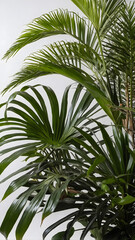 ush green tropical plants against a plain white background, are ideal for tropical-themed designs, nature posters, or botanical-themed graphics. Tropical foliage on a white backdrop