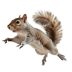 Fototapeta premium Flying Squirrel in Midair with Clean transparent background for Creative Projects
