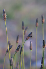 Ladybug Resting on Plantain Flowers in a Tranquil Meadow