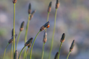 Ladybug Resting on Plantain Flowers in a Tranquil Meadow