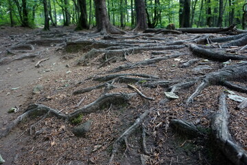 Tree boughs in forest