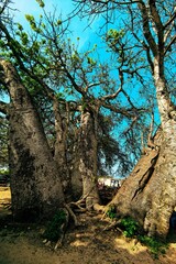 Scenic view of a big boabab tree at Kongo Beach in Diani, Kenya 
