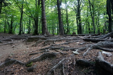 Tree boughs in forest