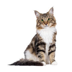 Sweet black tabby blotched Norwegian Forestcat kitten, sitting up facing front. Looking towards camera with mesmerising green eyes. Isolated cutout on a transparent background.