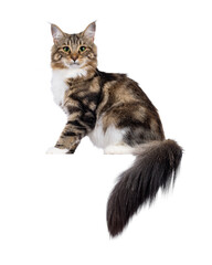 Sweet black tabby blotched Norwegian Forestcat kitten, sitting up side ways on edge. Looking towards camera with mesmerising green eyes. Isolated cutout on a transparent background.