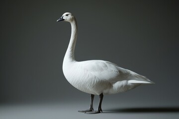 Obraz premium A graceful white swan stands elegantly against a muted background, showcasing its long neck and serene demeanor.