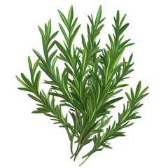 Fototapeta premium Rosemary, a fragrant herb, PNG clipart with a transparent background