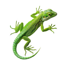Realistic Green Anole Lizard on Clean transparent background for Nature and Wildlife Illustrations