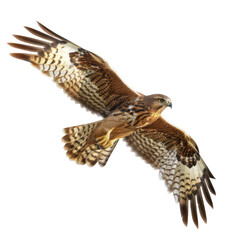 Fototapeta premium Majestic Harrier Bird in Flight Against a Clean transparent background with Photorealistic Detail