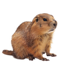 Fototapeta premium Himalayan Marmot Sitting on transparent background, Isolated, Detailed View of Fur and Face Expression