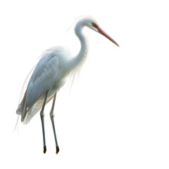 Naklejka premium Isolated Clean transparent background Photorealistic Jacana Bird with Elegant Features and Graceful Posture