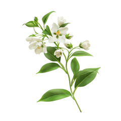 Obraz premium Isolated White Jessamine Blossom on Clean Background with Green Leaves for Nature and Floral Designs