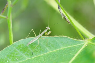 カマキリの幼虫