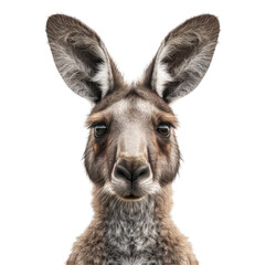 Obraz premium Realistic Close-Up of a Kangaroo Against a Clean transparent background.