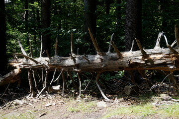 Withered tree laying on a ground