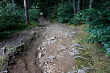 Footpath in Owl Mountains, Poland