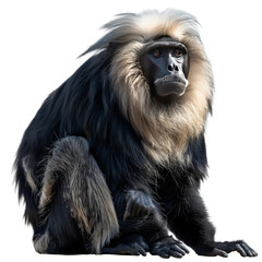 Obraz premium Detailed Portrait of a Lion-Tailed Macaque on Isolated Clean transparent background