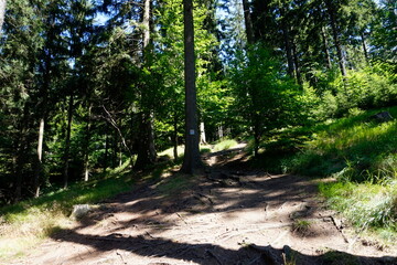 Footpath in Owl Mountains, Poland