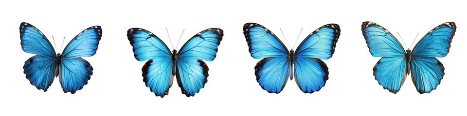 Beautiful Blue Butterflies with Intricate Wing Patterns Flying Gracefully in a Lush Natural Environment