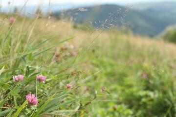 Obraz premium Many beautiful plants with flowers growing outdoors, closeup. Space for text