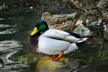 Stockenten-Paar im kalten Wasser