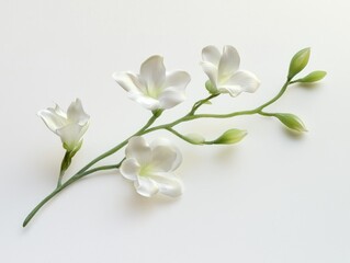 Obraz premium Orchid Stem