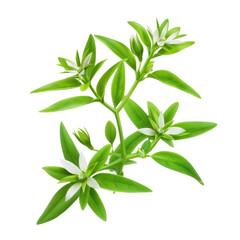 Fototapeta premium Isolated Starwort Plant with Clean transparent background in Photorealistic Style.