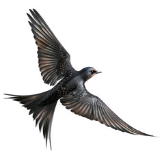 Obraz premium Radiant Swallow in Flight Against a Clean transparent background with Photorealistic Details