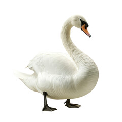 Fototapeta premium Isolated Photorealistic White Swan on a Clean Background for.