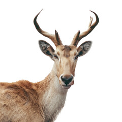 Naklejka premium Isolated Tamaraw on Clean transparent background in Photorealistic Style for Nature and Wildlife Imagery