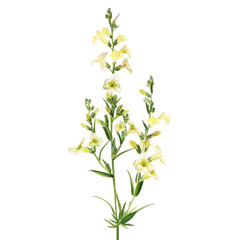 Fototapeta premium Beautiful Toadflax Flower Isolated on Clean transparent background in Photorealistic Style