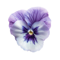 Isolated Violet and White Flower with Delicate Petals on Clean transparent background for.