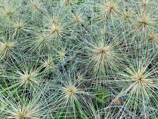 sea ​​urchins grow on the coast