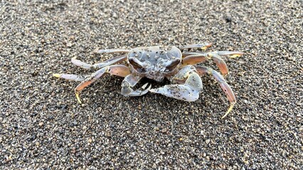 beach crab