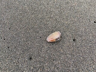 sea ​​shells
