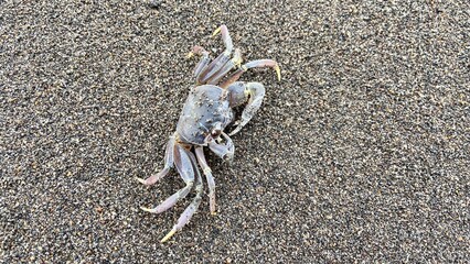beach crab