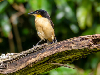 A mockingbird (Donacobius atricapilla) near the town of Tefè.