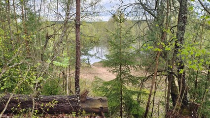 The sandy banks of the river are lined with pines, spruces and various deciduous trees and bushes,...