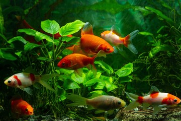 juvenile goldfish shoal in pet shop, yellow and orange Eastern ornamental breed of wild carp...
