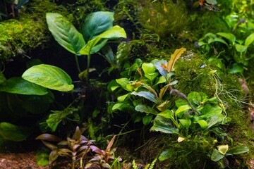 Anubias barteri green aquatic plant in LED light, lush Java moss vegetation on driftwood twig, freshwater ryoboku Amano style planted aquadesign, professional aquarium pet care, relaxing aquascape