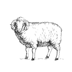 Vector hand-drawn illustration of horned ram. Black and white sketch of farm animal. 
