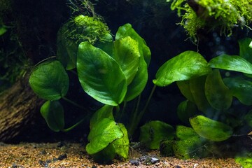 Anubias barteri green swamp plant in LED light, Java moss aquatic vegetation on driftwood twig, gravel bottom, freshwater ryoboku Amano style planted aquadesign, aquarium pet care, shallow dof texture
