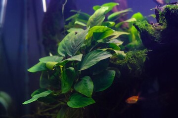 Anubias barteri green swamp plant, Java moss aquatic vegetation on driftwood twig, freshwater ryoboku Amano style planted aquadesign, professional aquarium pet care, shallow dof texture in LED light
