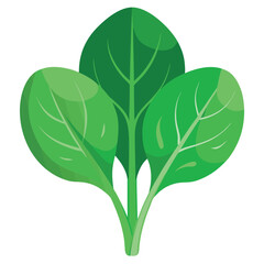 Broccoli isolated on white background